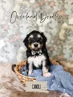 Canoli, a female Cavapoo and Goldendoodle for sale in Montezuma, GA – 3 of 10