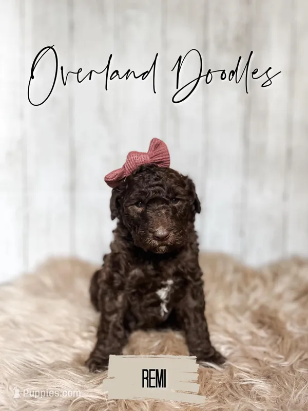 Remi – Labradoodle puppy for sale in Montezuma, GA