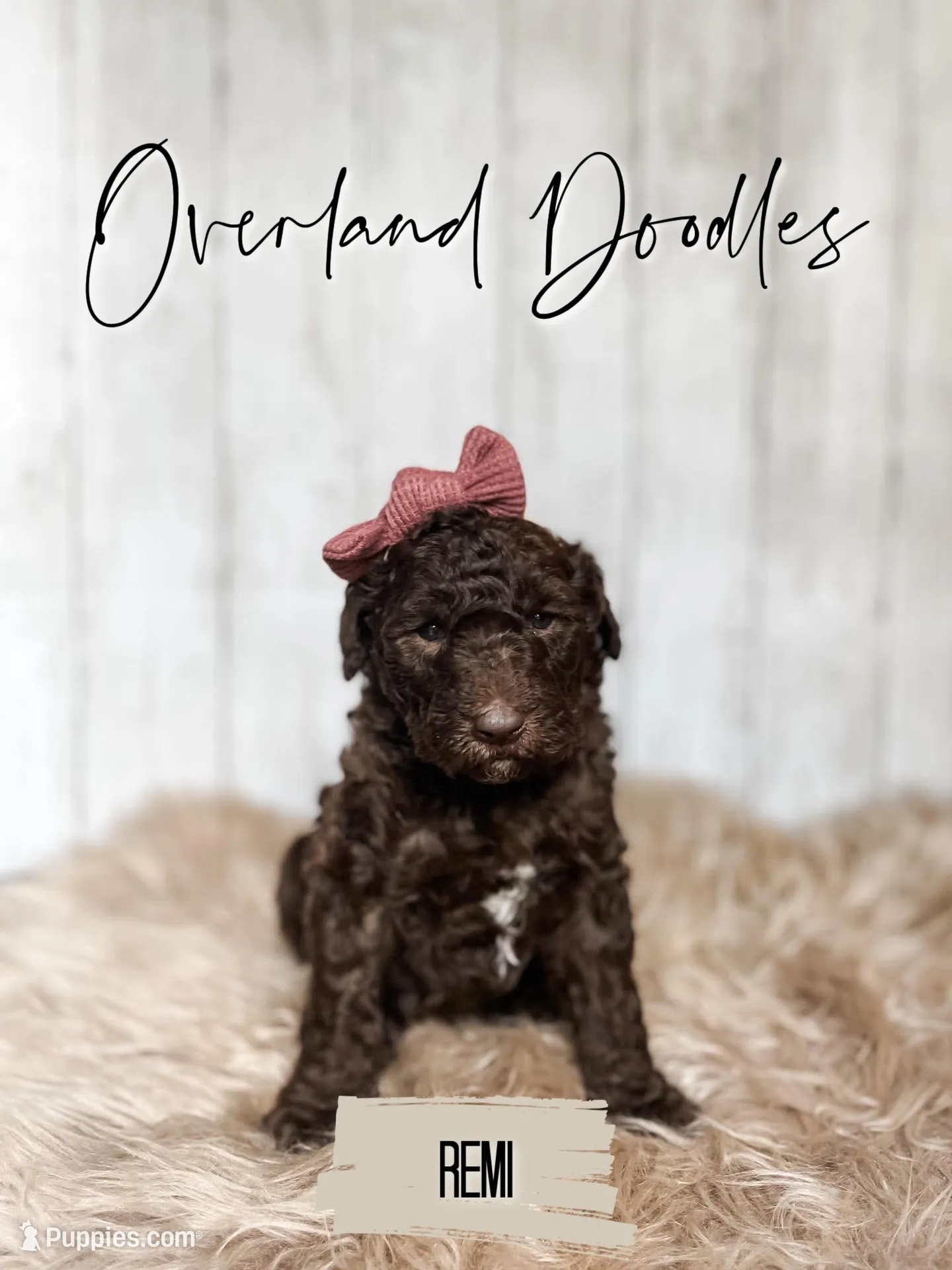 Remi, a female Labradoodle for sale in Montezuma, GA – 4 of 10