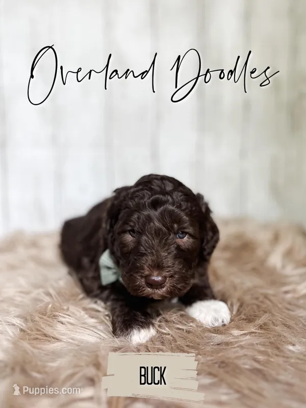 Buck – Labradoodle puppy for sale in Montezuma, GA