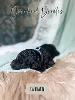 Cardamon, a male Goldendoodle for sale in Montezuma, GA – 6 of 8