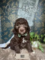 Buck, a male Labradoodle for sale in Montezuma, GA – 1 of 10