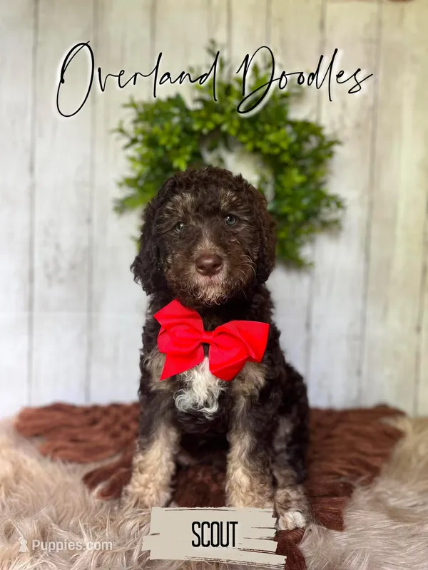 Scout – Labradoodle puppy for sale in Montezuma, GA