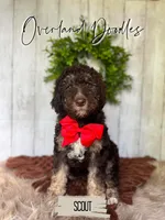 Scout, a male Labradoodle for sale in Montezuma, GA – 2 of 8