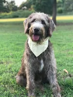 Boone, a male Labradoodle for sale in Montezuma, GA – 5 of 5