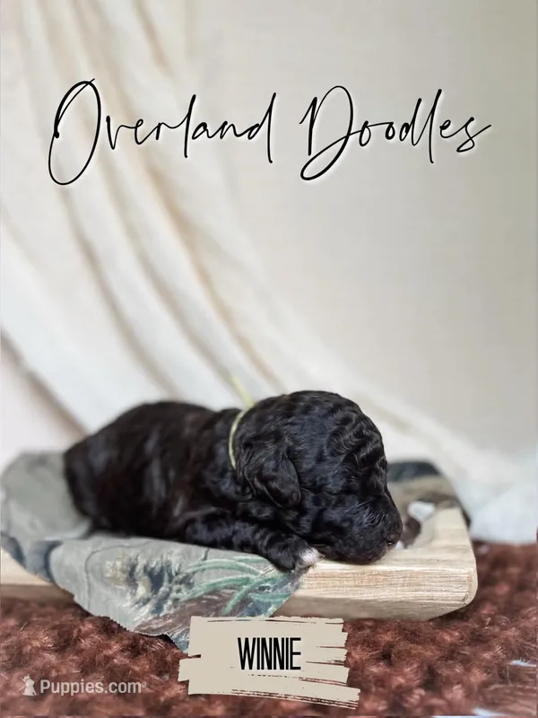 Winnie – Labradoodle puppy for sale in Montezuma, GA