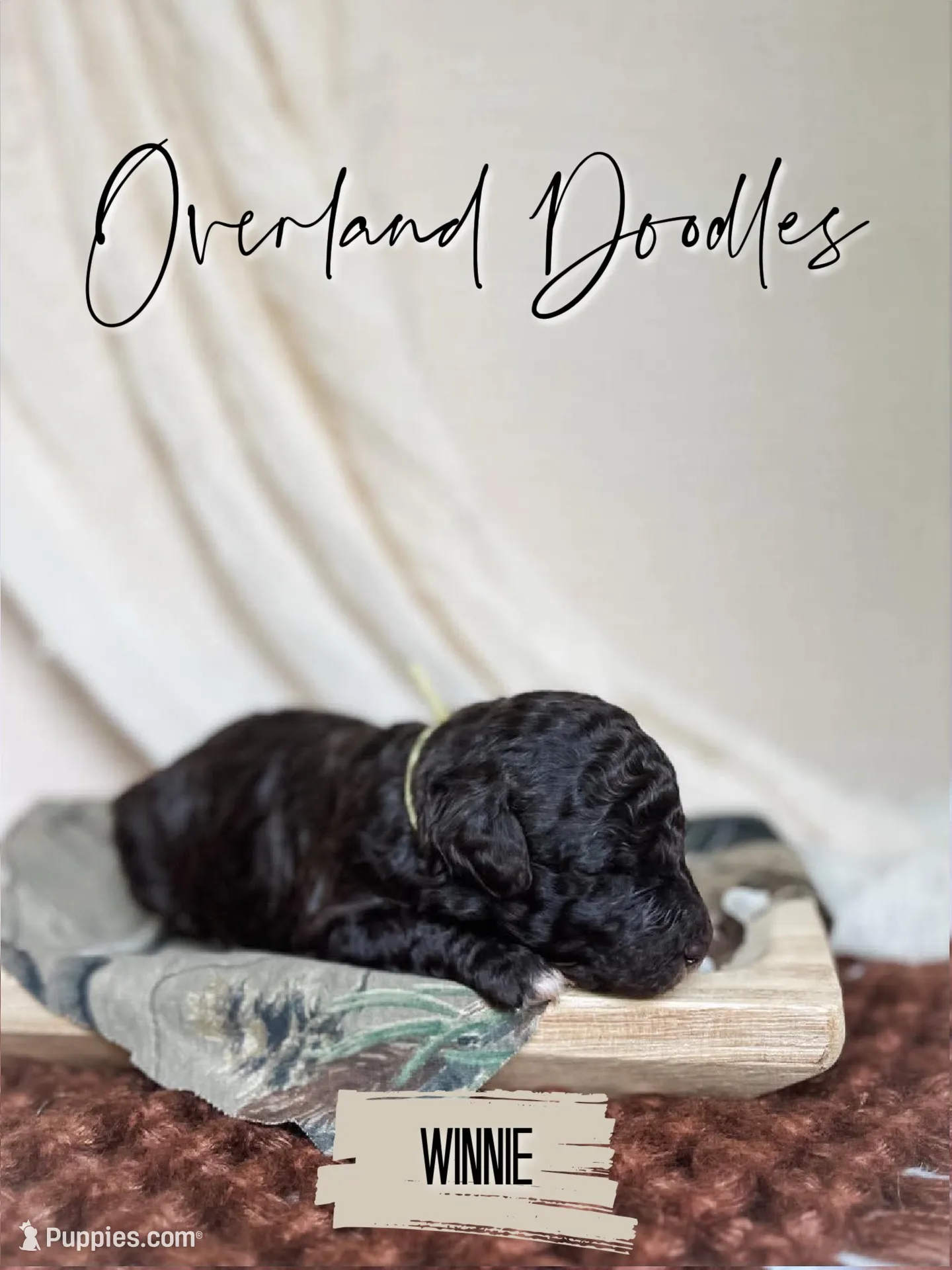 Winnie, a female Labradoodle for sale in Montezuma, GA – 1 of 4