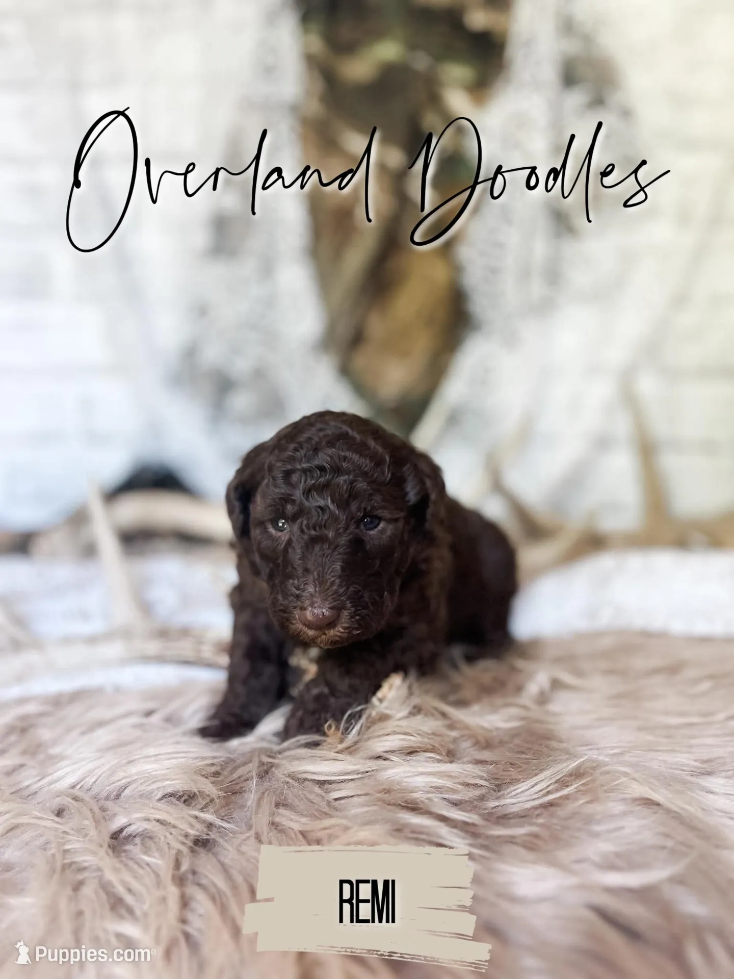 Remi, a female Labradoodle for sale in Montezuma, GA – 5 of 10