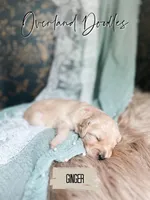 Ginger, a female Goldendoodle for sale in Montezuma, GA – 6 of 8