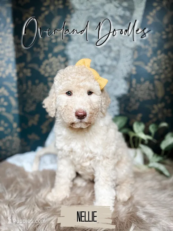 Nellie – Labradoodle puppy for sale in Montezuma, GA
