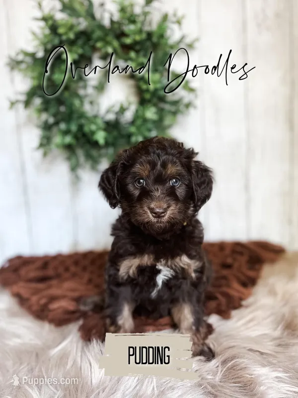Pudding – Cavapoo, Goldendoodle puppy for sale in Montezuma, GA