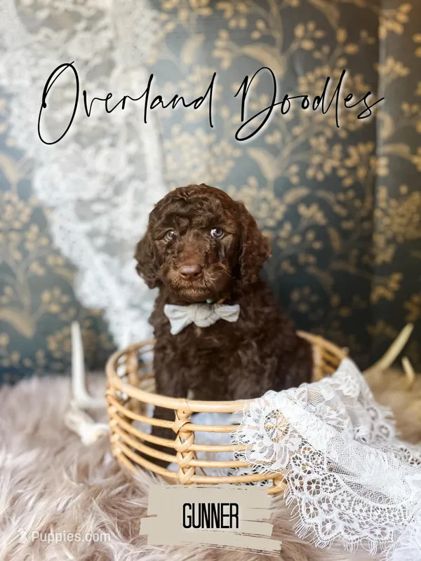 Gunner – Labradoodle puppy for sale in Montezuma, GA