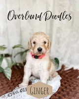 Ginger, a female Goldendoodle for sale in Montezuma, GA – 4 of 8