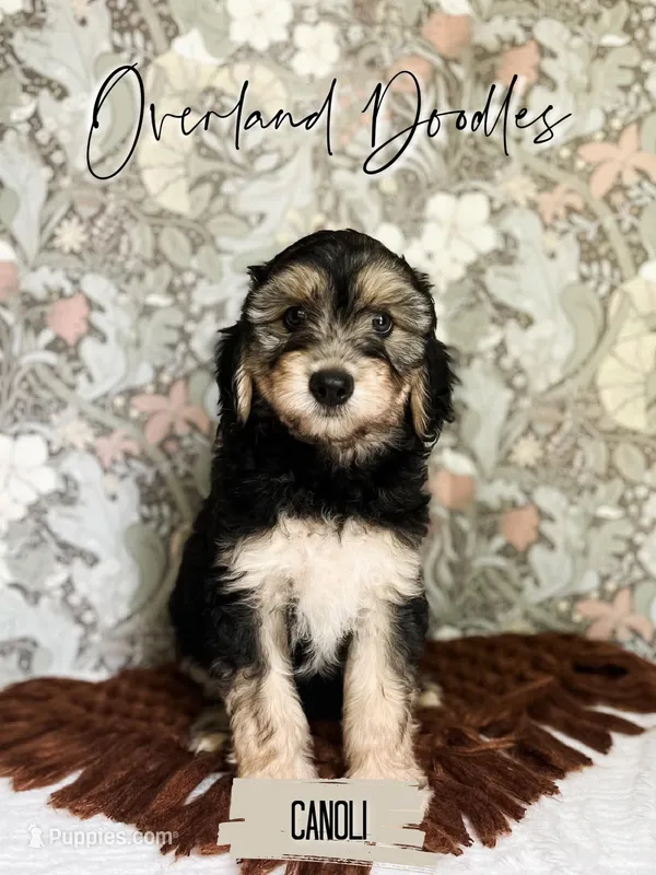 Canoli – Cavapoo, Goldendoodle puppy for sale in Montezuma, GA