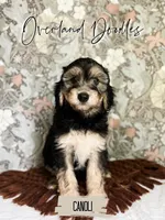 Canoli, a male Cavapoo and Goldendoodle for sale in Montezuma, GA – 2 of 10