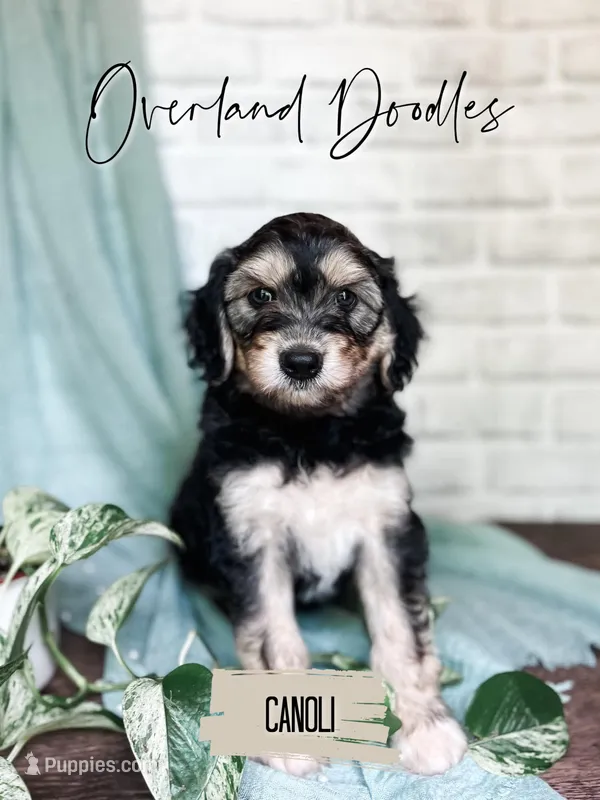 Canoli – Cavapoo, Goldendoodle puppy for sale in Montezuma, GA