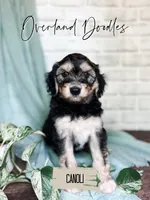 Canoli, a female Cavapoo and Goldendoodle for sale in Montezuma, GA – 1 of 10