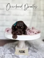 Pudding, a female Cavapoo and Goldendoodle for sale in Montezuma, GA – 5 of 7