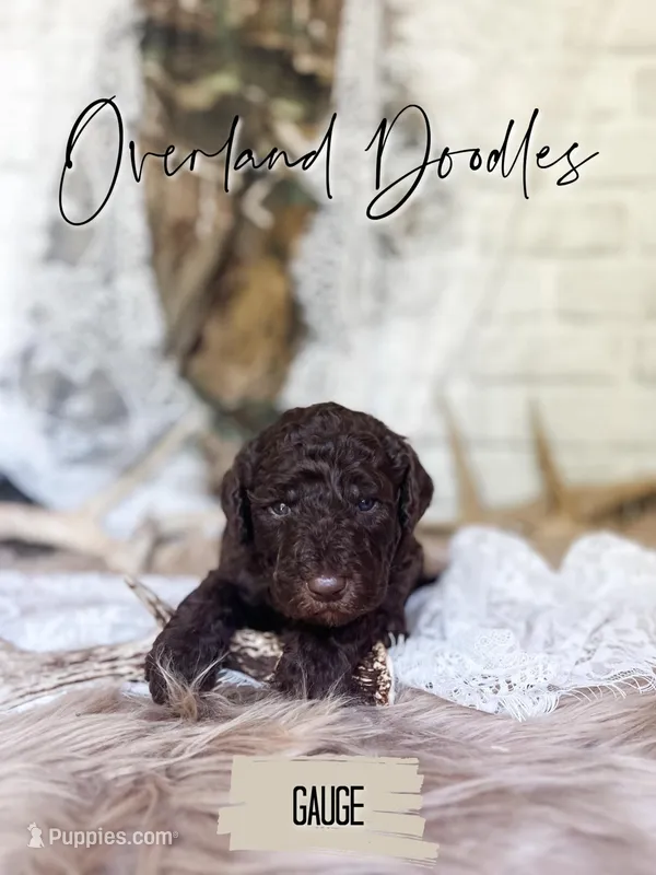 Gauge – Labradoodle puppy for sale in Montezuma, GA