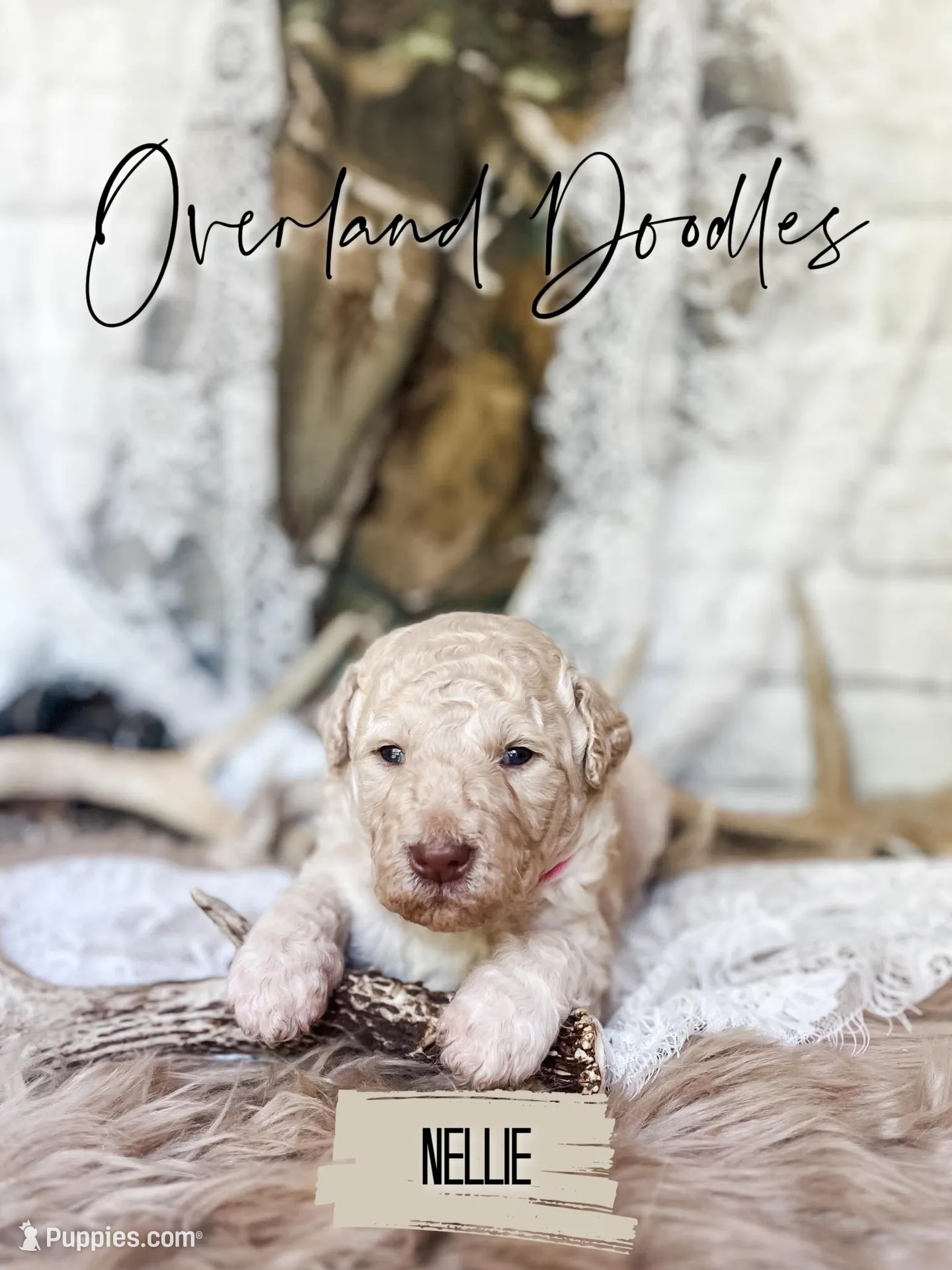 Nellie, a female Labradoodle for sale in Montezuma, GA – 5 of 9