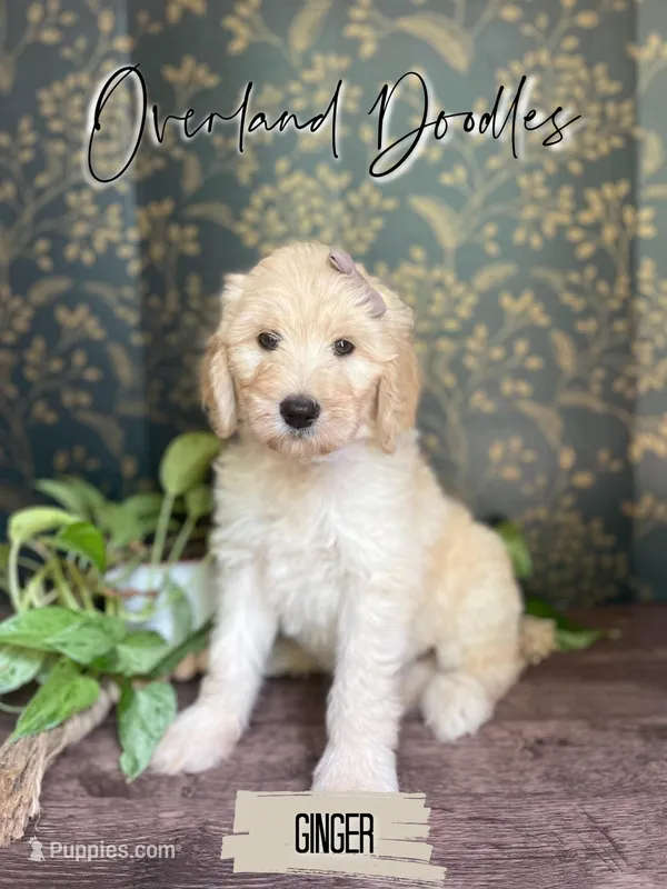 Ginger – Goldendoodle puppy for sale in Montezuma, GA
