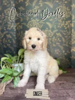 Ginger, a female Goldendoodle for sale in Montezuma, GA – 1 of 8