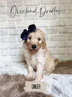 Ginger, a female Goldendoodle for sale in Montezuma, GA – 2 of 8
