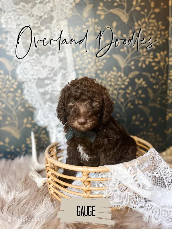 Gauge – Labradoodle puppy for sale in Montezuma, GA