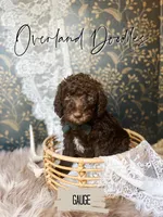 Gauge, a male Labradoodle for sale in Montezuma, GA – 3 of 10