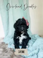 Cayenne, a female Goldendoodle for sale in Montezuma, GA – 3 of 8