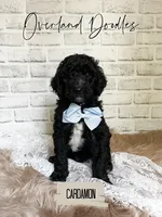 Cardamon, a male Goldendoodle for sale in Montezuma, GA – 2 of 8
