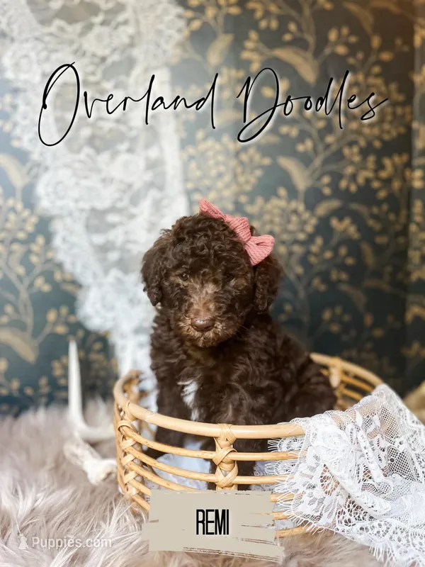 Remi – Labradoodle puppy for sale in Montezuma, GA