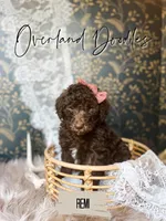 Remi, a female Labradoodle for sale in Montezuma, GA – 3 of 10