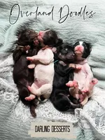 Pudding, a female Cavapoo and Goldendoodle for sale in Montezuma, GA – 7 of 7