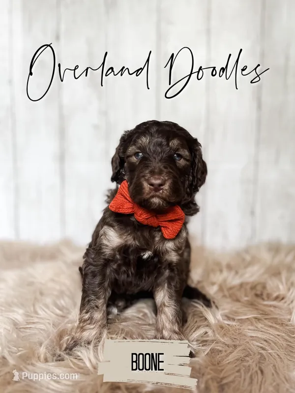 Boone – Labradoodle puppy for sale in Montezuma, GA