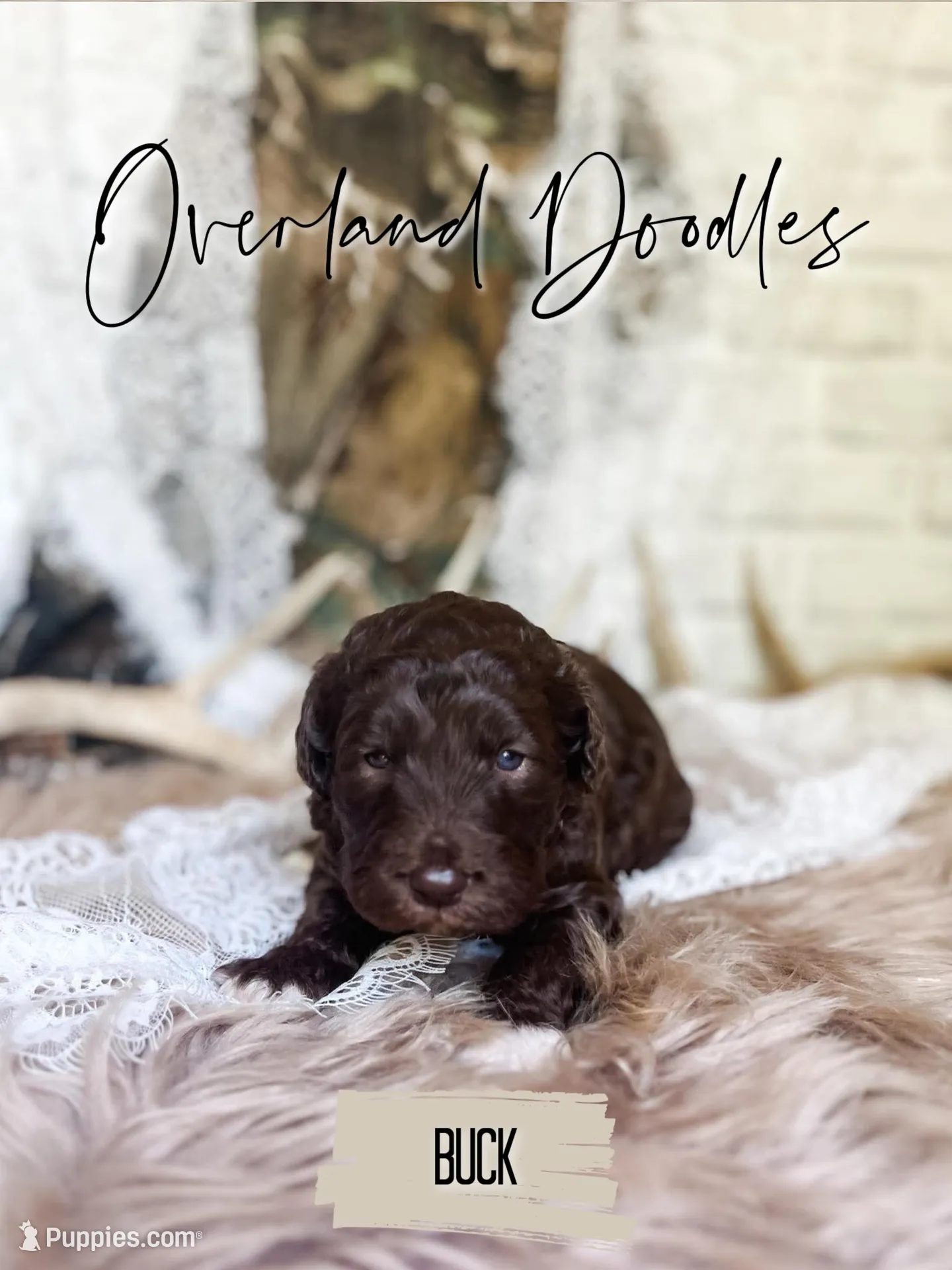 Buck, a male Labradoodle for sale in Montezuma, GA – 6 of 10