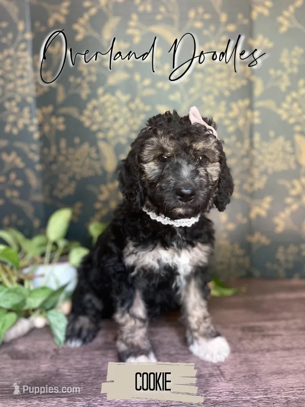 Cookie – Goldendoodle puppy for sale in Montezuma, GA
