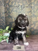 Cookie, a female Goldendoodle for sale in Montezuma, GA – 1 of 8