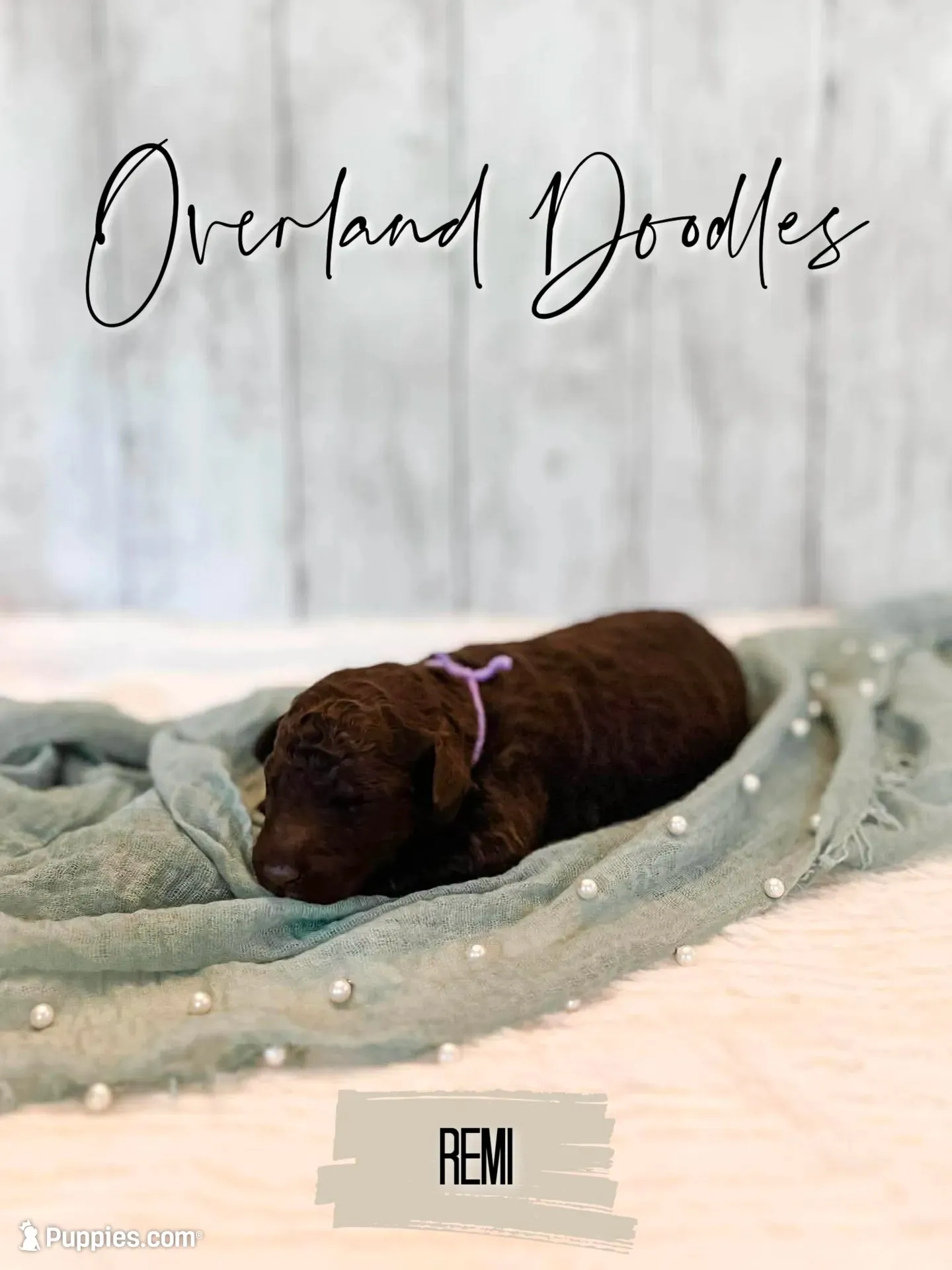 Remi, a female Labradoodle for sale in Montezuma, GA – 7 of 10