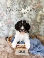 Cupcake, a female Cavapoo and Goldendoodle for sale in Montezuma, GA – 3 of 10