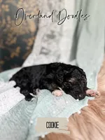 Cookie, a female Goldendoodle for sale in Montezuma, GA – 7 of 8