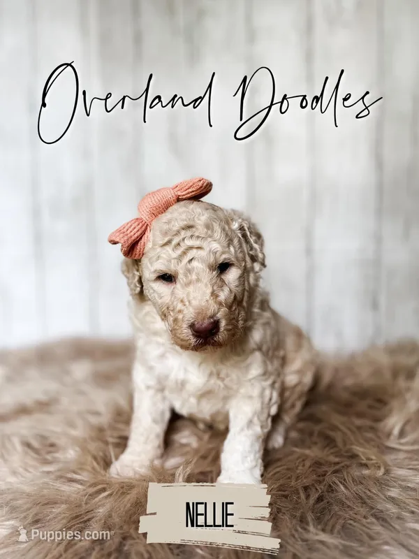 Nellie – Labradoodle puppy for sale in Montezuma, GA