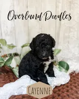 Cayenne, a female Goldendoodle for sale in Montezuma, GA – 4 of 8