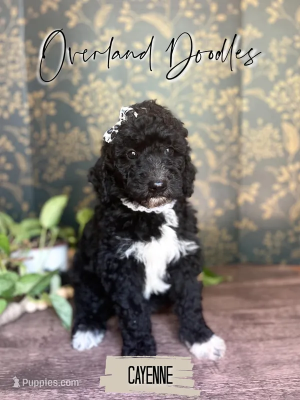 Cayenne – Goldendoodle puppy for sale in Montezuma, GA