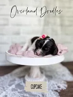 Cupcake, a female Cavapoo and Goldendoodle for sale in Montezuma, GA – 6 of 10