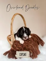 Cupcake, a female Cavapoo and Goldendoodle for sale in Montezuma, GA – 5 of 10