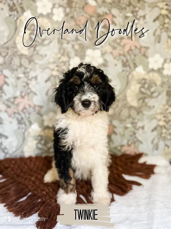 Twinkie – Cavapoo, Goldendoodle puppy for sale in Montezuma, GA