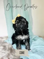 Cookie, a female Goldendoodle for sale in Montezuma, GA – 3 of 8