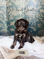 Pudding, a female Cavapoo and Goldendoodle for sale in Montezuma, GA – 3 of 7