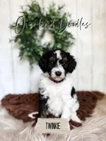 Twinkie, a female Cavapoo and Goldendoodle for sale in Montezuma, GA – 2 of 10